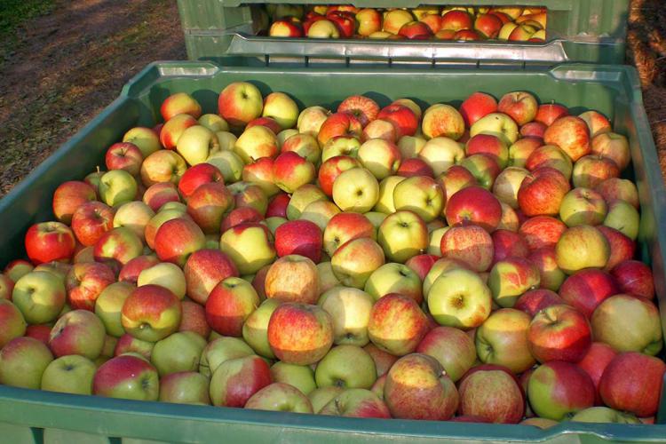 South Tyrolean apples straight from the tree